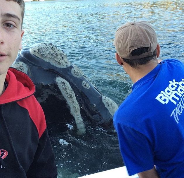 В Австралии кит попросил помощи у людей (2 фото)