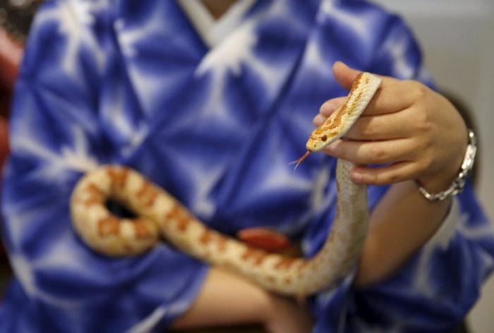 Кафе со змеями в Японии (10 фото)