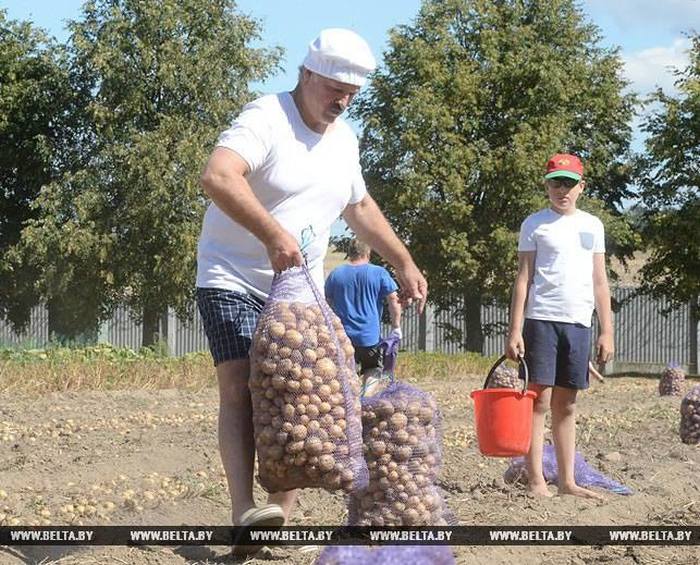 Александр Лукашенко с сыном собрал урожай картошки (6 фото)