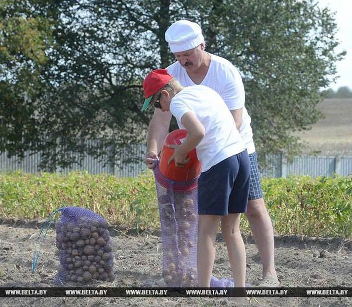Александр Лукашенко с сыном собрал урожай картошки (6 фото)