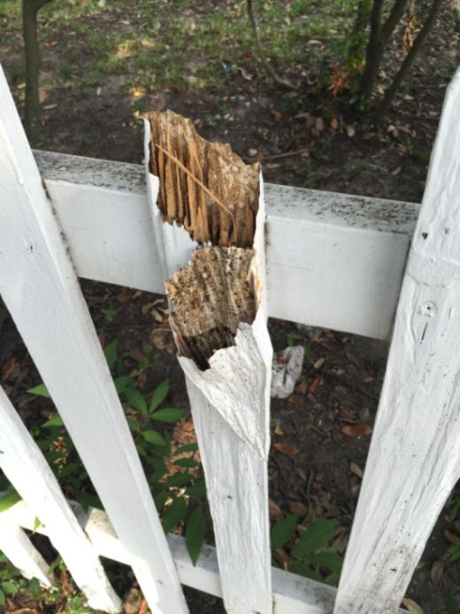Термиты тайком уничтожили забор изнутри (3 фото)