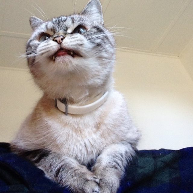Кот-вампир по кличке Локи – новая звезда Instagram (19 фото)