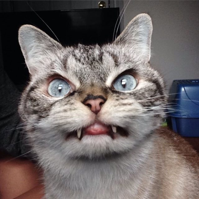Кот-вампир по кличке Локи – новая звезда Instagram (19 фото)