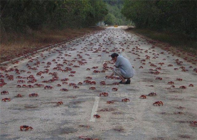 Миграция красного краба (7 фото)