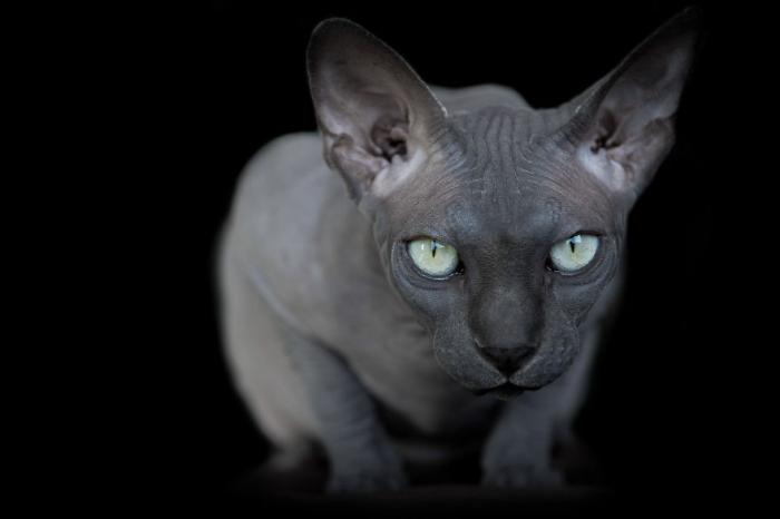 Инопланетная красота кошек породы сфинкс (14 фото)