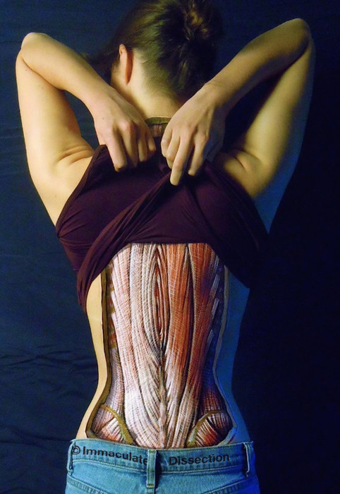 Внутренности напоказ: отличный подход к иллюстрациям по анатомии (9 фото)