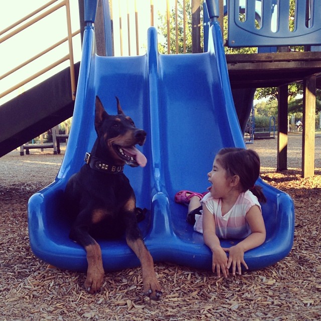 Удивительная дружба крошечной девочки с гигантским доберманом (24 фото)