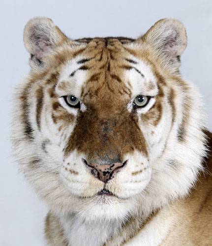Портрет тигра (18 фото)
