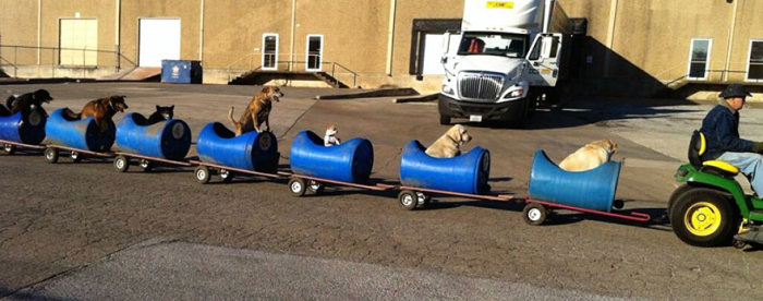 Американец собрал самодельный поезд и катает на нем бродячих собак (5 фото)