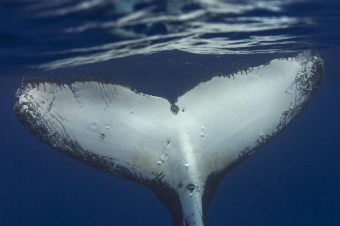 А вы бы хотели поплавать с горбатыми китами? (11 фото)