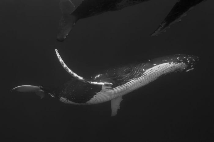 А вы бы хотели поплавать с горбатыми китами? (11 фото)