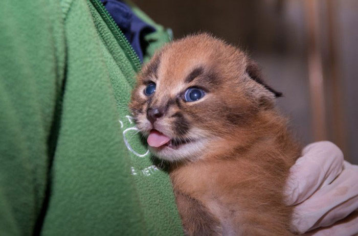 В Орегонском зоопарке впервые показали детенышей каракала (9 фото)