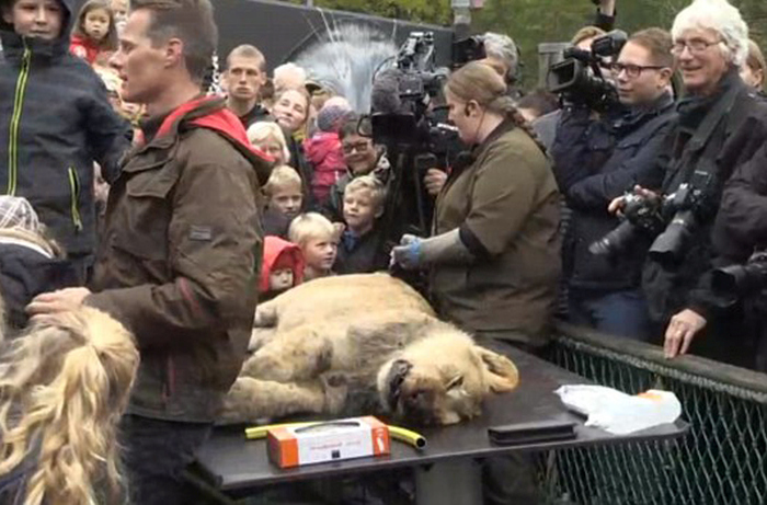 В зоопарке Дании публично препарировали львицу (9 фото)