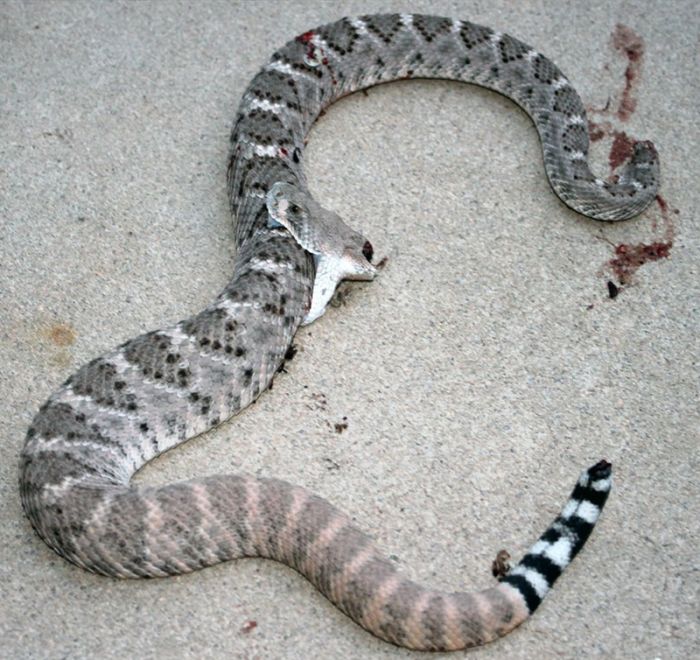  Обезглавленная гремучая змея укусила саму себя (5 фото)
