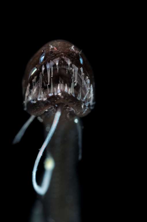 Самые страшные морские создания (18 фото)