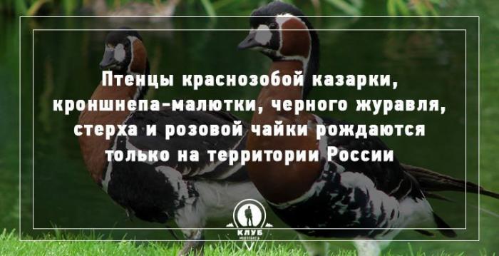 10 интересных фактов о животных и птицах (10 фото) 