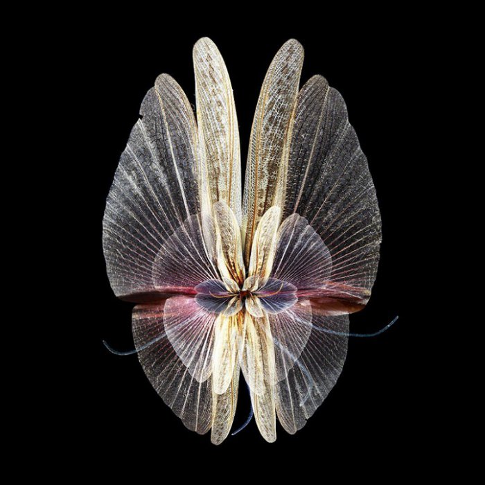 Mimesis – цифровая мимикрия бабочек (9 фото)