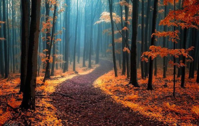 Магия осеннего леса в фотографиях Янека Седлара (12 фото)