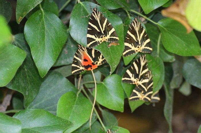 Пелатудес – долина бабочек (7 фото)