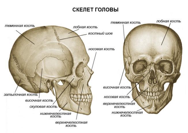 Интересные факты о скелете человека (4 фото)