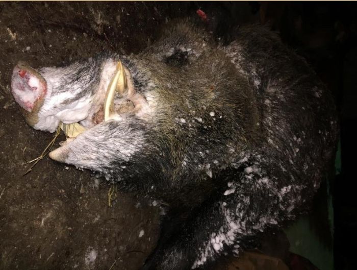 Челябинский охотник застрелил огромного кабана весом в полтонны (4 фото)