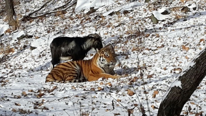 Тигр Амур стал защищать своего друга - козла Тимура (6 фото)