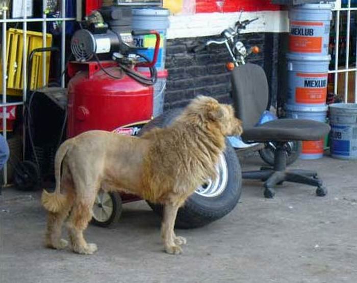 Собака или лев (2 фото)