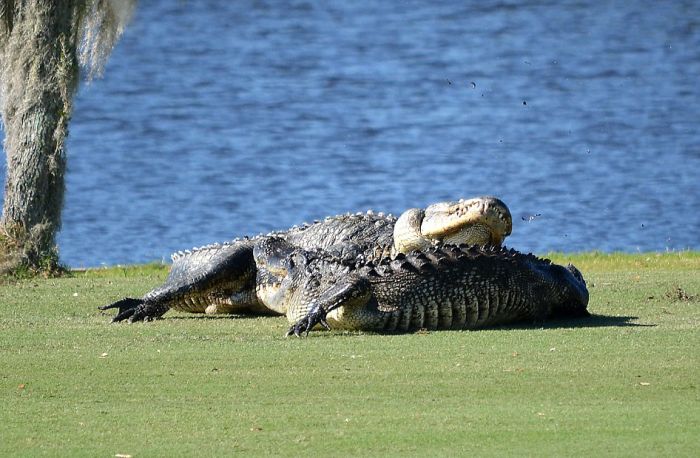 Во Флориде два аллигатора подрались на поле для гольфа (7 фото)