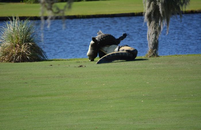Во Флориде два аллигатора подрались на поле для гольфа (7 фото)