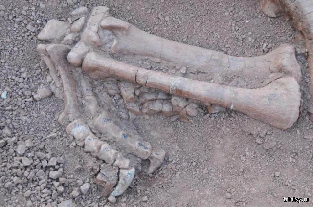 В Китае обнаружили окаменелости люфенгозавров (3 фото)