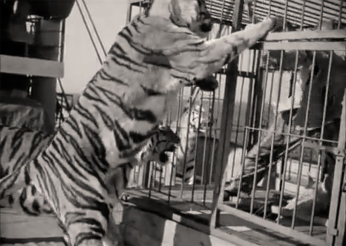 Как Евгений Леонов снимался с тиграми в «Полосатом рейсе» (4 фото)