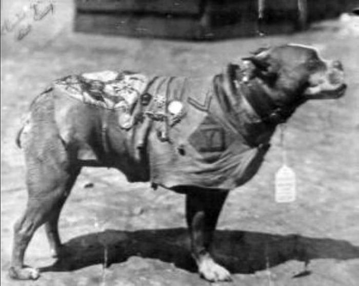 Сержант Стабби — героический пес Первой мировой войны (15 фото)