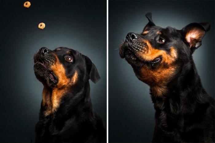 Целая гамма забавных эмоций у собак (11 фото)