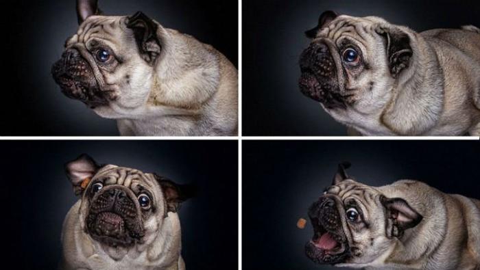 Целая гамма забавных эмоций у собак (11 фото)