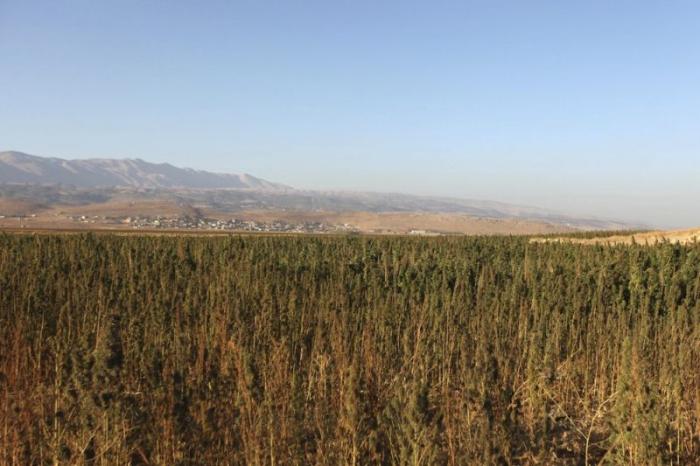 Сбор урожая конопли в долине Бекаа (15 фото)