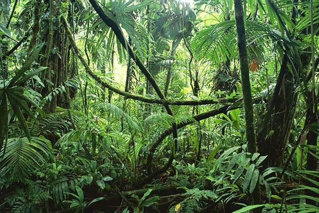 Амазонка – природное чудо планеты (14 фото)