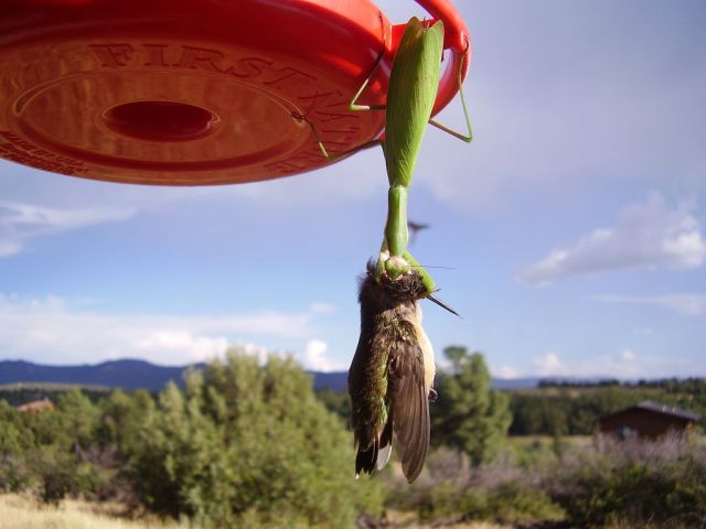 Насекомые, которые кушают птиц (11 фото)