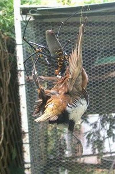 Насекомые, которые кушают птиц (11 фото)