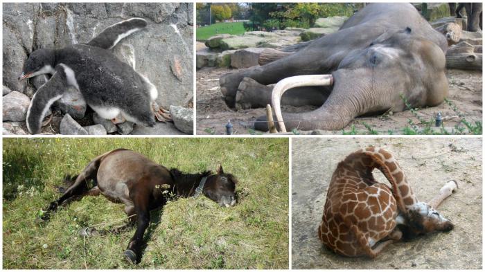 10 удивительных фактов о том, как спят животные (11 фото)