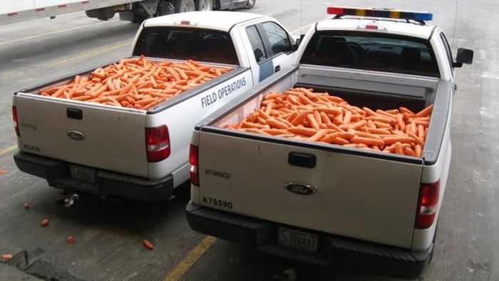 В США пытались ввезти крупную партию марихуаны под видом моркови (2 фото)