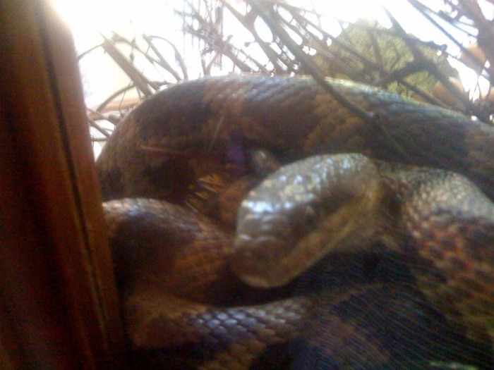 На пороге дома мужчина был укушен змеей прямо в лысину (5 фото)