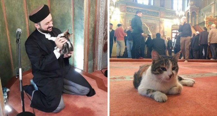 Добрый турецкий имам пускает в мечеть всех бездомных кошек (8 фото)