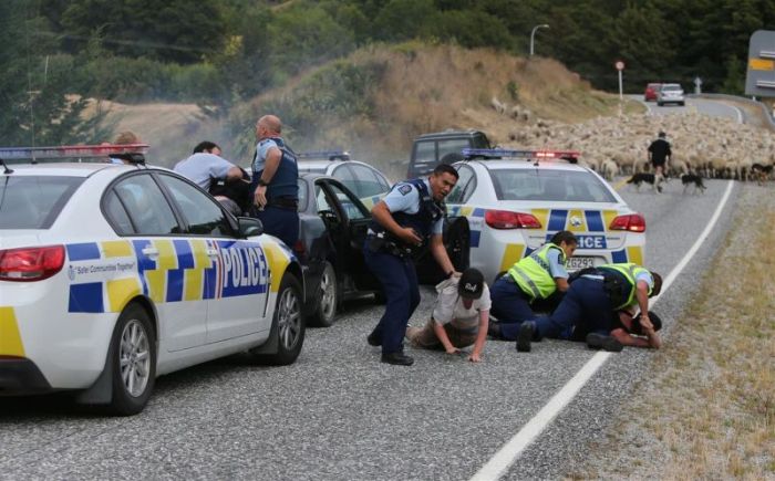 В Новой Зеландии отара овец помогла задержать нарушителей (3 фото)