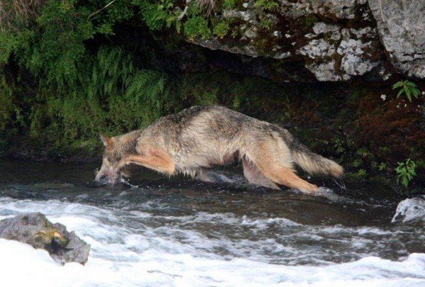Волк на рыбалке (6 фото)