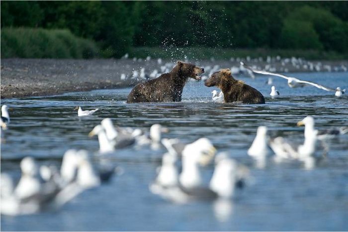 Прекрасные снимки дикой природы от Сергея Горшкова (51 фото)