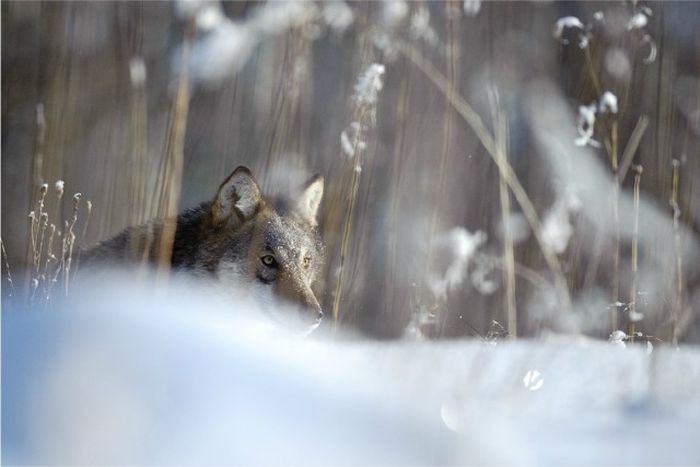 Прекрасные снимки дикой природы от Сергея Горшкова (51 фото)