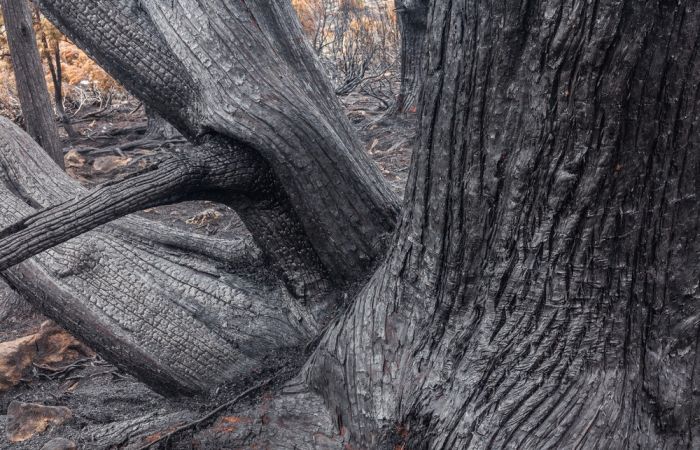 Тасмания пострадала от сильнейшего лесного пожара (16 фото)
