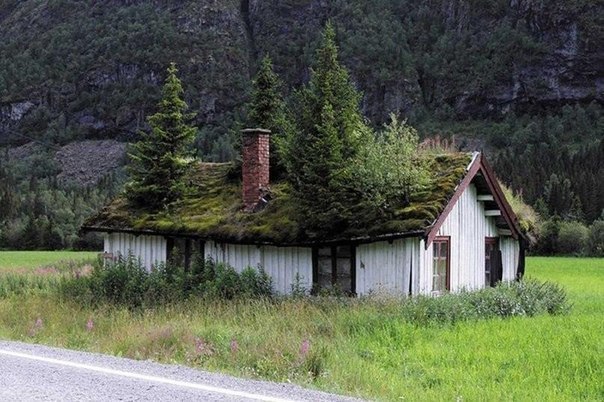Живые крыши домов в Норвегии (8 фото)