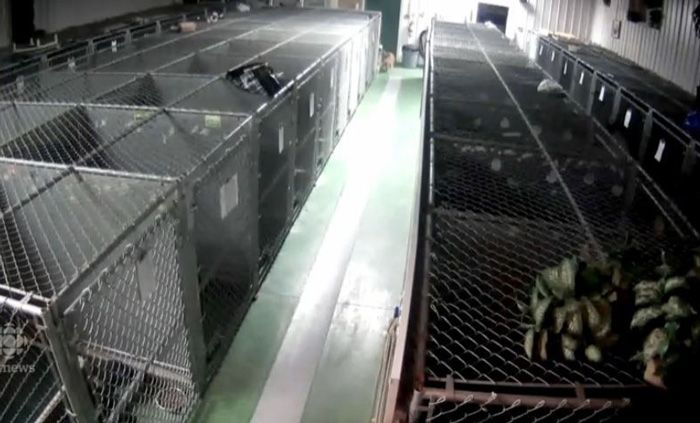 Побег собаки из клетки (5 фото)