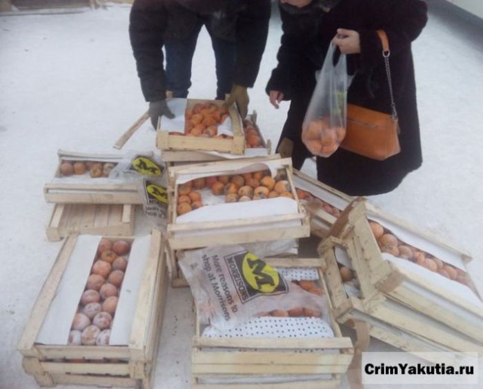 Жители Якутска помогли дальнобойщику, заморозившему груз хурмы (7 фото)